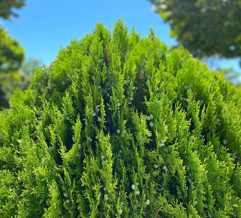 Thuja Occidentalis